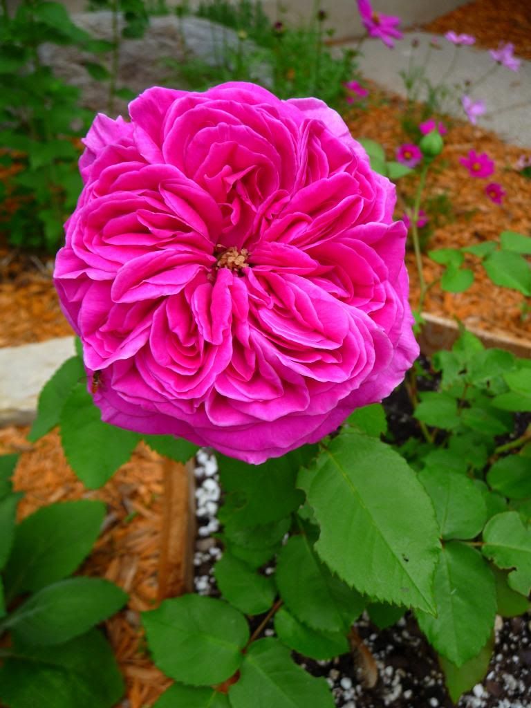 photo Comice_2013_zps06d4a9c8.jpg